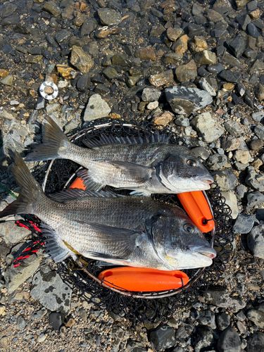 チヌの釣果