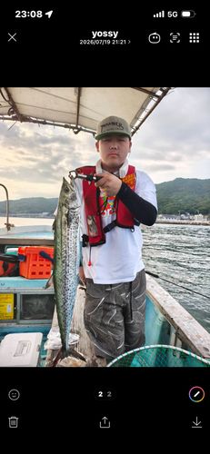 サワラの釣果