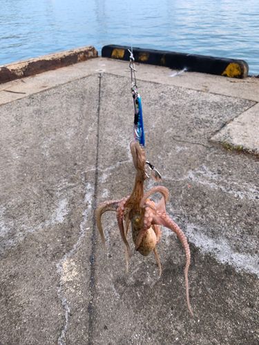 タコの釣果