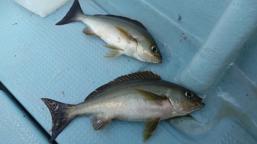 イサキの釣果