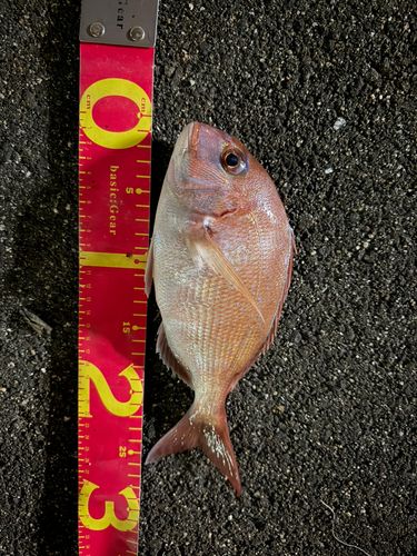 マダイの釣果
