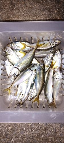 アジの釣果