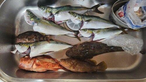 マゴチの釣果