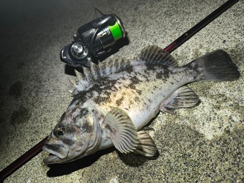 クロソイの釣果