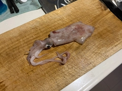 マルイカの釣果