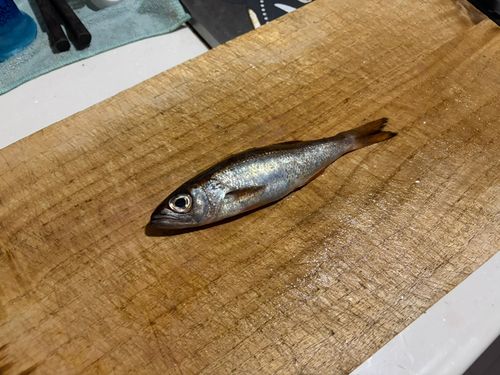 ムツの釣果