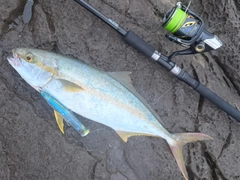 ヒラマサの釣果