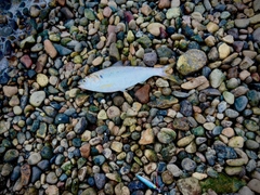 コノシロの釣果
