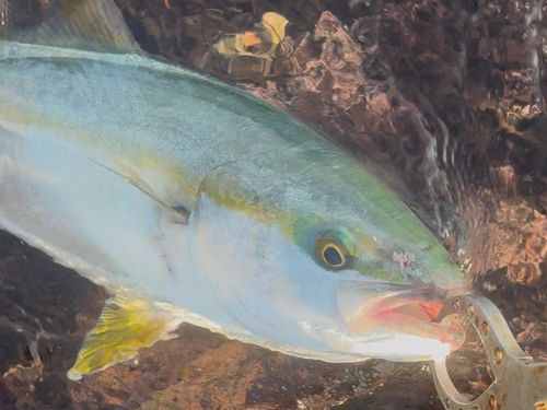 ハマチの釣果