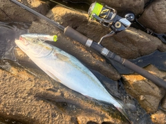 ヒラマサの釣果