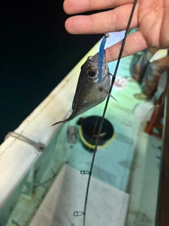 ハタンポの釣果