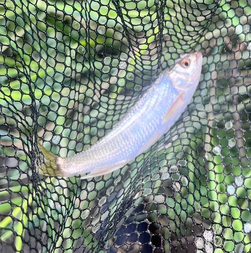オイカワの釣果