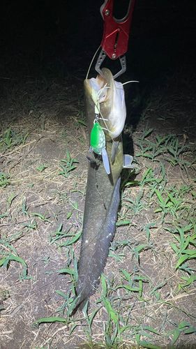 ナマズの釣果
