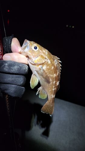 ガヤの釣果