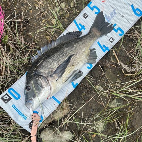 チヌの釣果