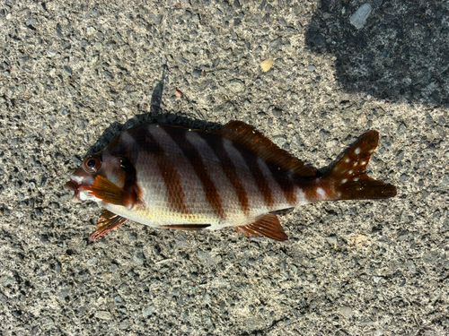 タカノハダイの釣果