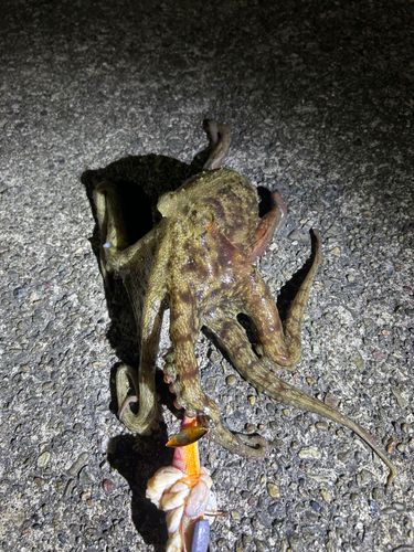 タコの釣果