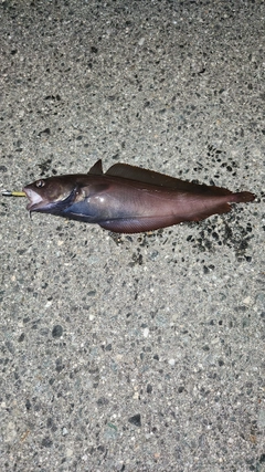 ドンコの釣果