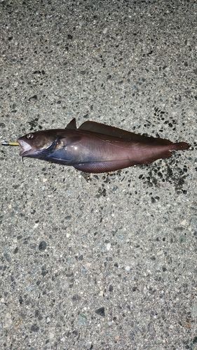 ドンコの釣果