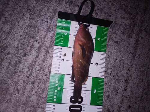 アコウの釣果