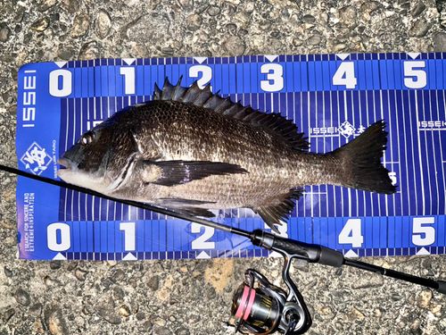 チヌの釣果