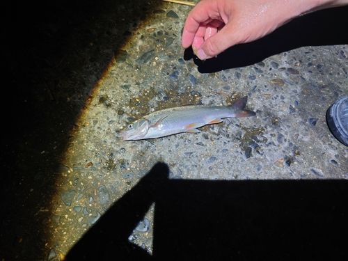 ウグイの釣果