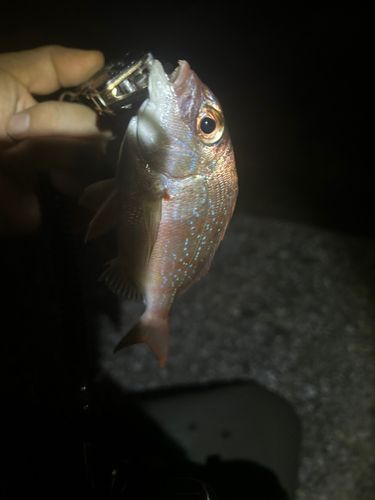 チャリコの釣果