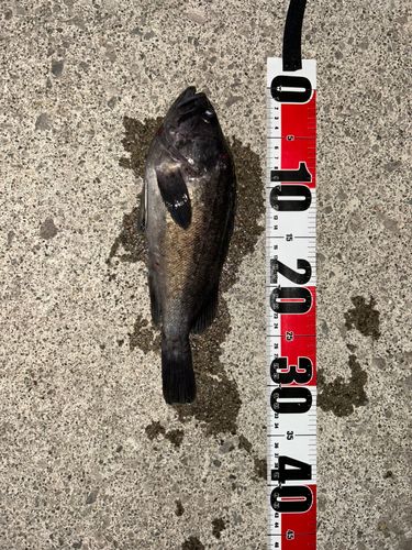 ソイの釣果