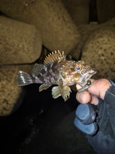 アラカブの釣果