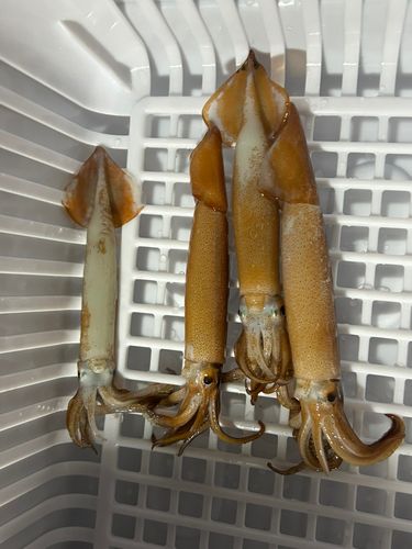 スルメイカの釣果