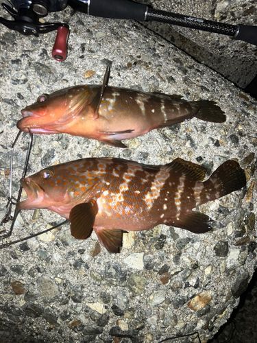 アコウの釣果