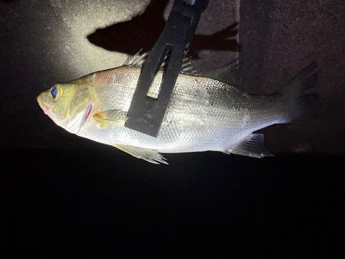 セイゴ（ヒラスズキ）の釣果