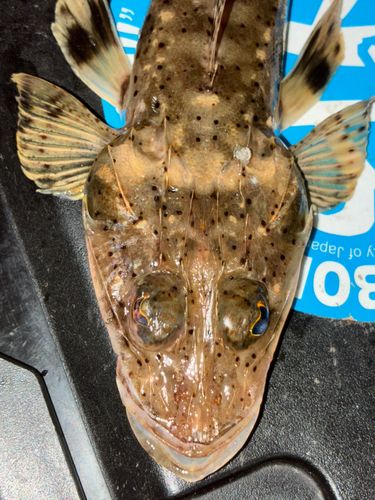イネゴチの釣果