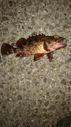 ガシラの釣果