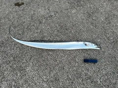 タチウオの釣果