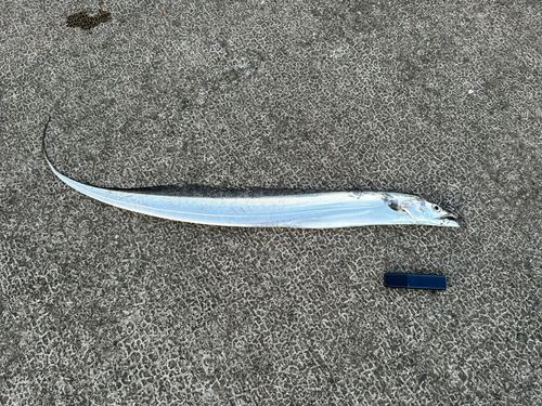 タチウオの釣果