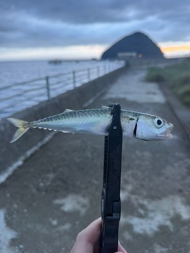 サバの釣果