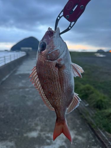 タイの釣果