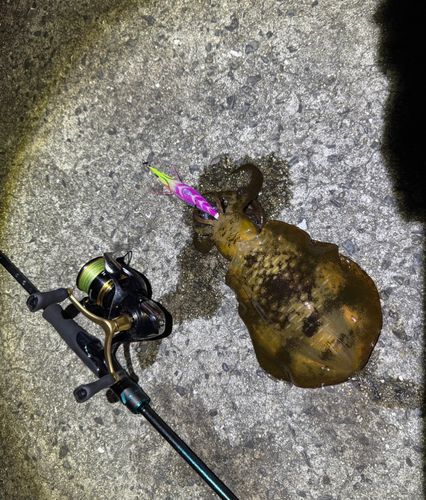 アオリイカの釣果