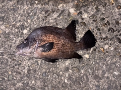 ヒゲダイの釣果