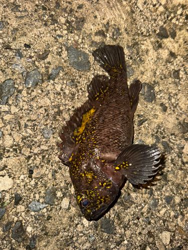 ムラソイの釣果