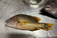 シブダイの釣果