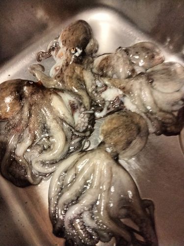 タコの釣果