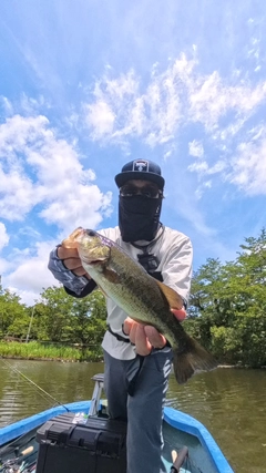 ラージマウスバスの釣果