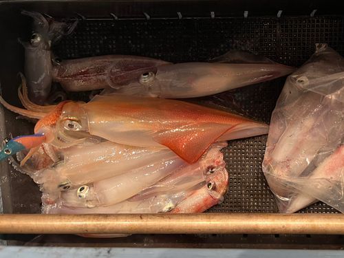 ケンサキイカの釣果