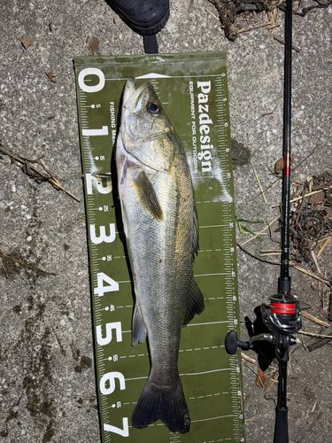 釣果