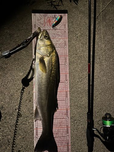 シーバスの釣果
