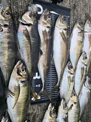 アジの釣果