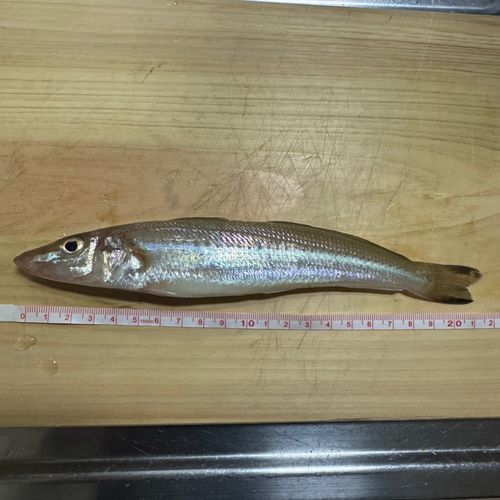 キスの釣果