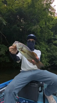 ラージマウスバスの釣果